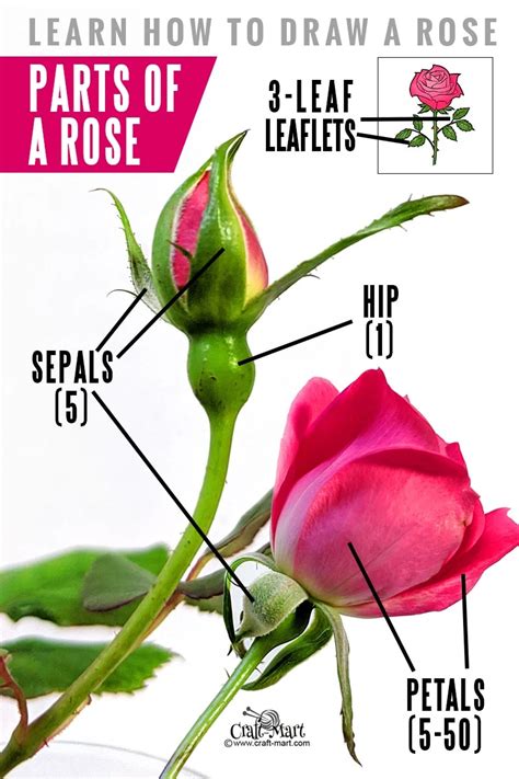 How To Draw A Rose Step By Step Guide For Beginners Craft Mart
