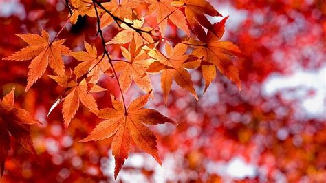 Hd Wallpaper Maple Tree Fall Leaves Autumn Leaf Nature Yellow