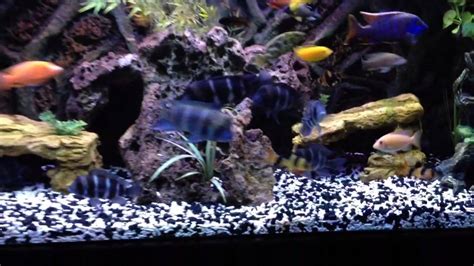 125 Gallon African Cichlid Tank With Planted Refugium Filtr Youtube