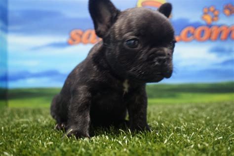 French bulldog breeders in australia and new zealand. Bulldog Francés macho - Comprar perros y cachorros ...