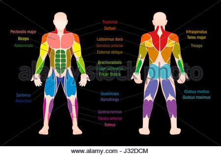 A list of bones in the human body with labeled diagrams. Muskel-Diagramm - männlichen Körper, vordere und hintere ...