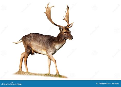 Fallow Deer Stag Walking On Meadow Isolated On White Background Stock