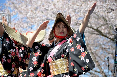 thousands came to enjoy japanese culture at the cherry blossom festival al dÍa news