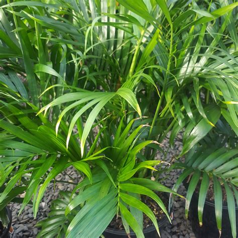 Cascade Palm Indoor And Foliage Plants Palms Plants Tropical