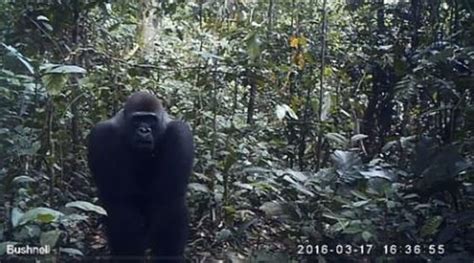 Camera Traps Capture Fascinating Footage Of Apes In Their Natural
