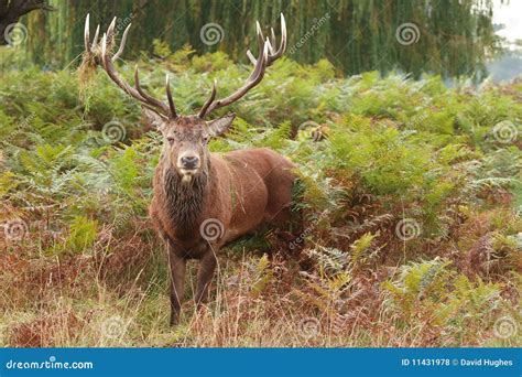Majestic Stag Wild Red Deer Stock Photo Image Of Autumn Habitat