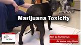 Marijuana Poisoning In Dogs Pictures