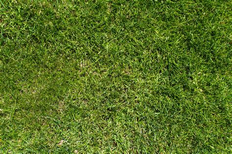 Grass Textures Grass Texture Seamless Grass