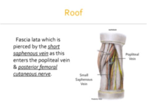 Solution Anatomy Of Popliteal Fossa Studypool