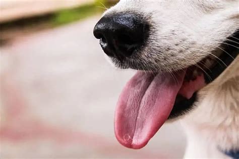 Why Do Dogs Take Their Tongue Out