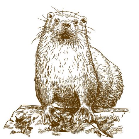 2600 Otter Illustrations Royalty Free Vector Graphics And Clip Art