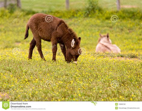 Baby Donkey In Meadow Eating Flowers Stock Photo Image