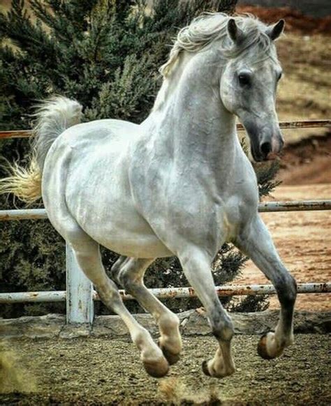 Pin By Virginia Sykes On Horses Horses Pretty Horses White Horses