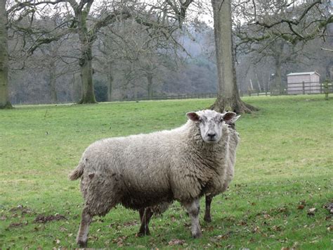 Sheep In Field Free Stock Photo Public Domain Pictures