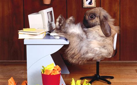 Animals Rabbits Tech Computer Funny Office Wallpapers