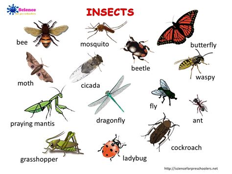 Insects A3 Poster Insect Activities Animal Body Parts Insects