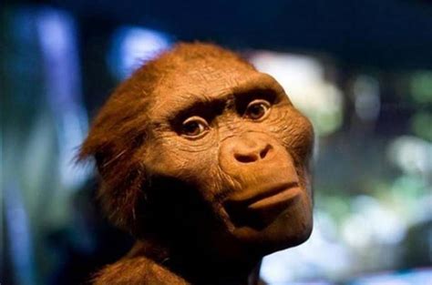 The Death Of Lucy Has A 32 Million Year Old Mystery Finally Been