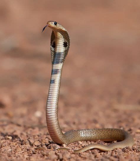 Baby Cobra By Ajit Huilgol Via 500px Baby Cobra Baby Snakes Snake