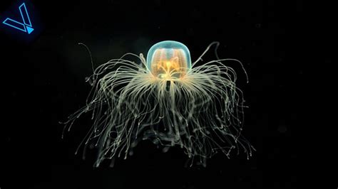The Strange But Incredible Immortal Jellyfish Youtube