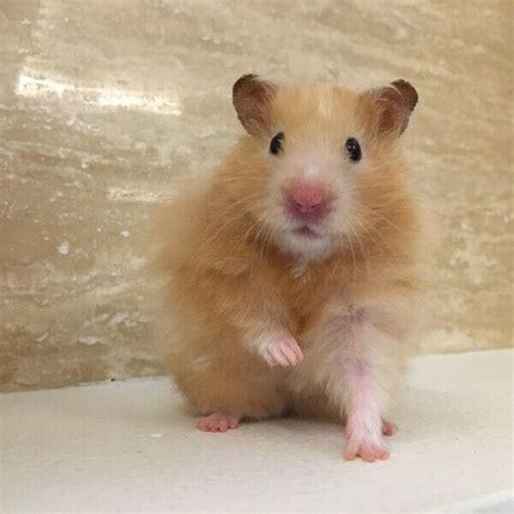 Male Orange Long Haired Syrian Hamster For Adoption Alexandra