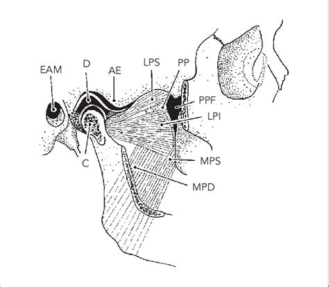 Medial And Lateral Pterygoid Muscles Eam External Auditory Meatus
