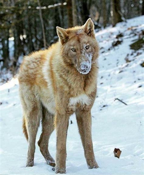 5233 Best Beautiful Wolves Images On Pinterest Wolves Beautiful