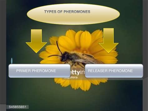 Honey Bee Pheromones