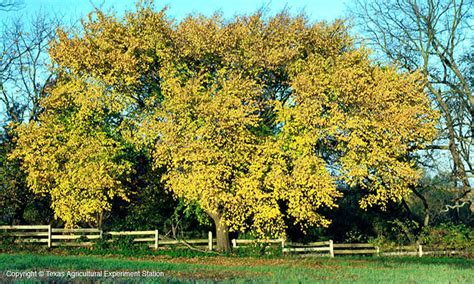 Texas Native Plants Database