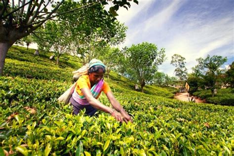 Tea Plantations In Sri Lanka The Best Tea Factory Tours