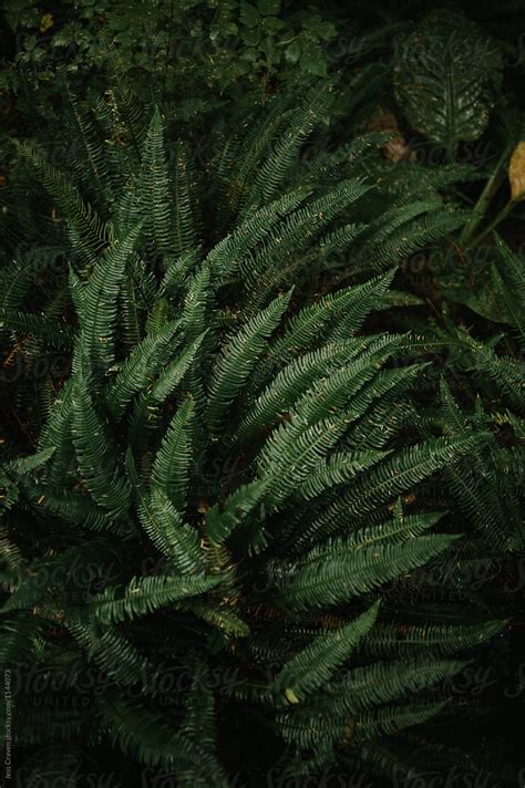 Rich Emerald Green Ferns In A Rainforest In Pacific Rim National Park