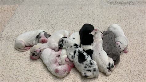Beautiful akc registered great dane puppies for sale in texas! Great Dane puppies born 29 years after father's death ...