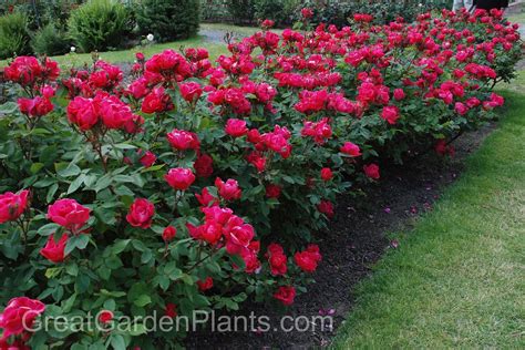 Check spelling or type a new query. Knock Out Roses as a low growing Hedge Plant | www ...