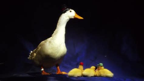 disney recreates ducktales theme with real ducks