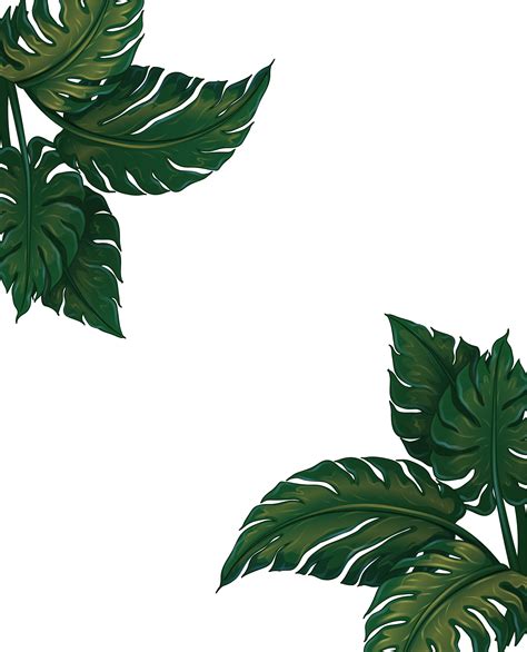 Find over 100+ of the best free aesthetic images. Download Leaf Musa Euclidean Vector Green Frame Basjoo ...