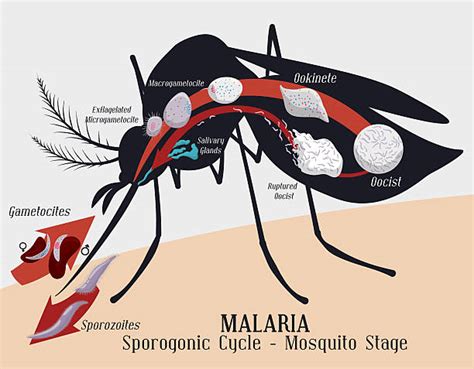Ciclo De La Malaria Vectores Libres De Derechos Istock