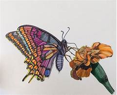 Shocking Discovery Unraveling The True Story Behind The Butterfly Hasiteas Mortality