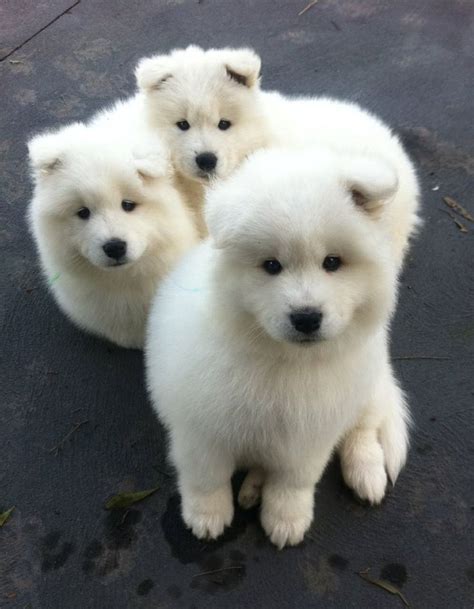 Fluffy Cute Animals Samoyed Puppy Puppies