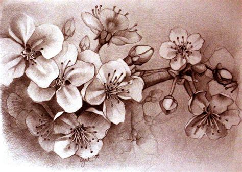 Cherry Blossom By Liga Marta On Deviantart Cherry Blossom Drawing