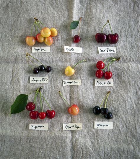 Different Types Of Cherry