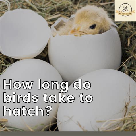 How Long Do Birds Take To Hatch The Full Guide