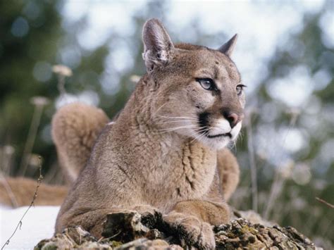 Puma Concolor Cougar Une Sous Espèce De Puma Est Désormais Considérée