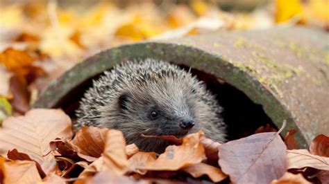 Bbc Earth How To Help Hedgehogs And Other Garden Wildlife