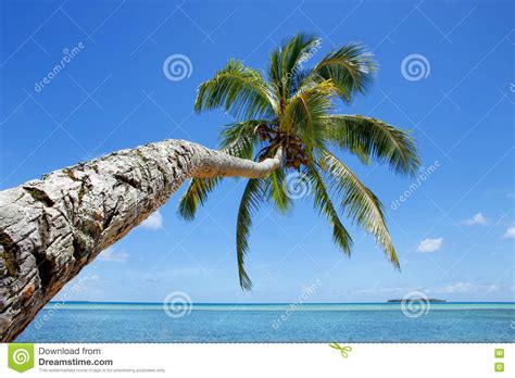 August 07, 2021 older posts august (38) july (9) menu halaman statis. Leaning Palm Tree At Makaha'a Island Near Tongatapu Island In To Stock Image - Image of tongan ...