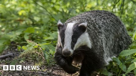 Badger Cull Belfast High Court Judge Quashes Northern Ireland Plan