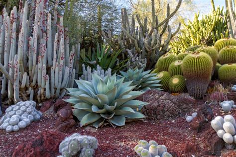 Create The Perfect Cactus Landscape With These Gorgeous Cacti Home Design