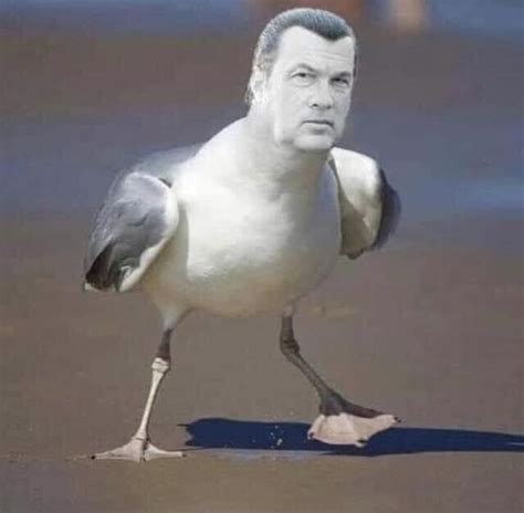 46 Hilarious Seagull Puns Punstoppable 🛑