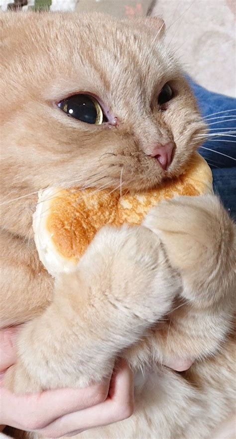 Why Do Cats Eat Bread