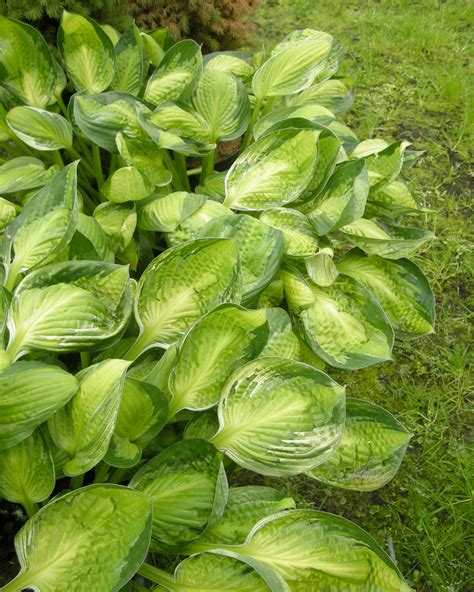 Hosta Captains Adventure Bare Roots — Buy Plantain Lilies Online At
