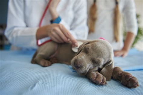Yes, treatment currently allows for a more than 75% survival rate with intensive veterinary care. What Every Puppy Owner Needs to Know About Parvo in Puppies