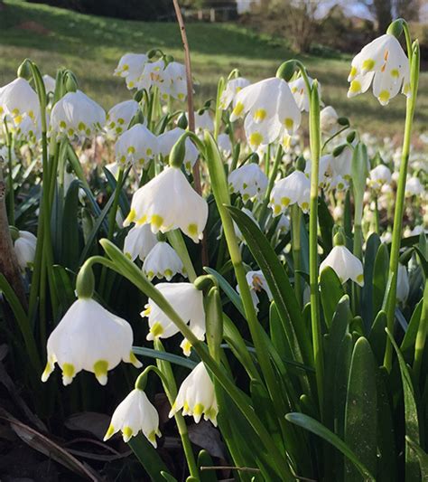 Spring flowering bulbs are a welcomed enhancement to any gardener's landscape. Buy Spring snowflake bulbs Leucojum vernum: Delivery by Crocus